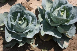 Batten Bay Farm vegetables