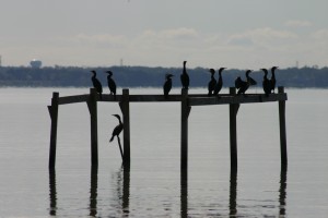 Shore Bird Hang Out