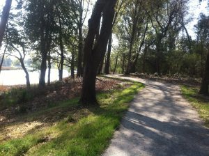 Walking path through the woods